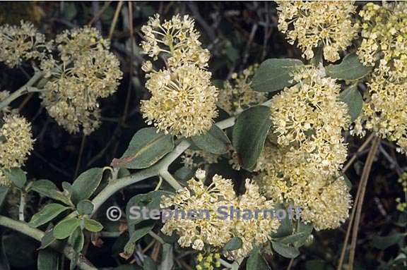 ceanothus cordulatus 6 graphic